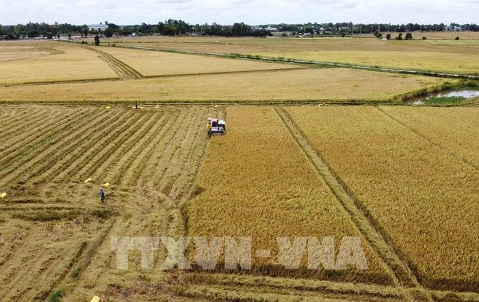 Thu hoạch lúa Hè thu trên cánh đồng thuộc phường biên giới Thường Lạc, tỉnh Đồng Tháp. Ảnh: Nhựt An - TTXVN