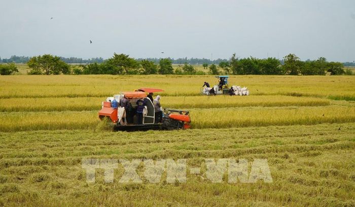 Nông dân ở khu vực biên giới của tỉnh Đồng Tháp sử dụng cơ giới hóa trong thu hoạch lúa. Ảnh: Nhựt An - TTXVN
