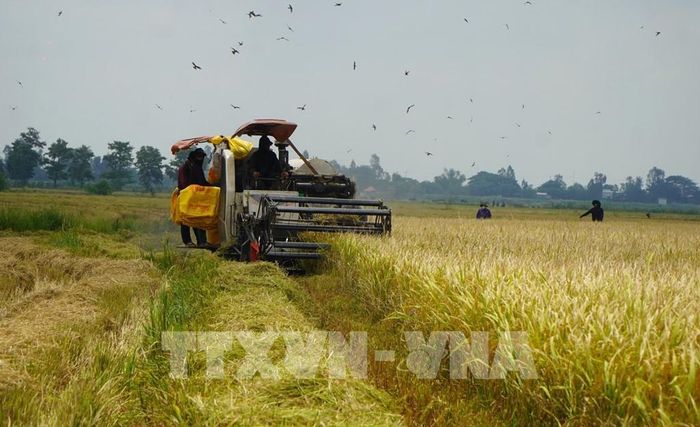Thu hoạch lúa Hè thu trên cánh đồng thuộc phường biên giới Hồng Ngự, tỉnh Đồng Tháp. Ảnh: Nhựt An - TTXVN