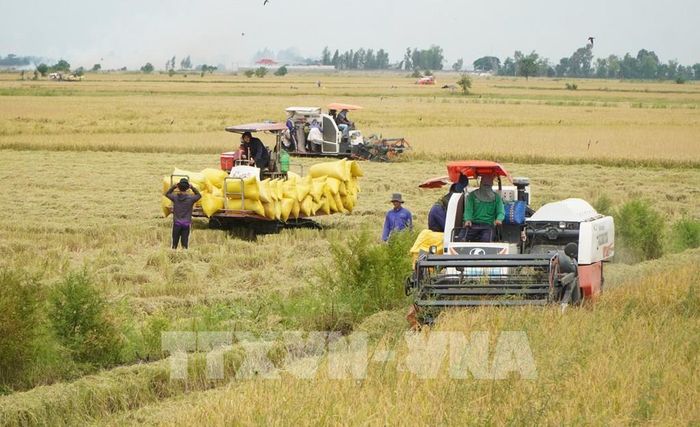 Thu hoạch lúa Hè thu trên cánh đồng thuộc phường Thường Lạc, tỉnh Đồng Tháp. Ảnh: Nhựt An - TTXVN