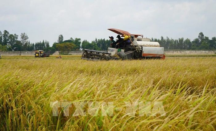 Thu hoạch lúa Hè thu trên cánh đồng thuộc phường Hồng Ngự, tỉnh Đồng Tháp. Ảnh: Nhựt An - TTXVN