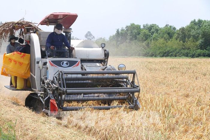 Nhờ sự chủ động trong sản xuất và thích ứng nhanh với diễn biến thời tiết bất thường, các vụ mùa vẫn bội thu, đảm bảo lợi nhuận kinh tế cho nông dân Cà Mau. Ảnh: Chanh Đa - TTXVN
