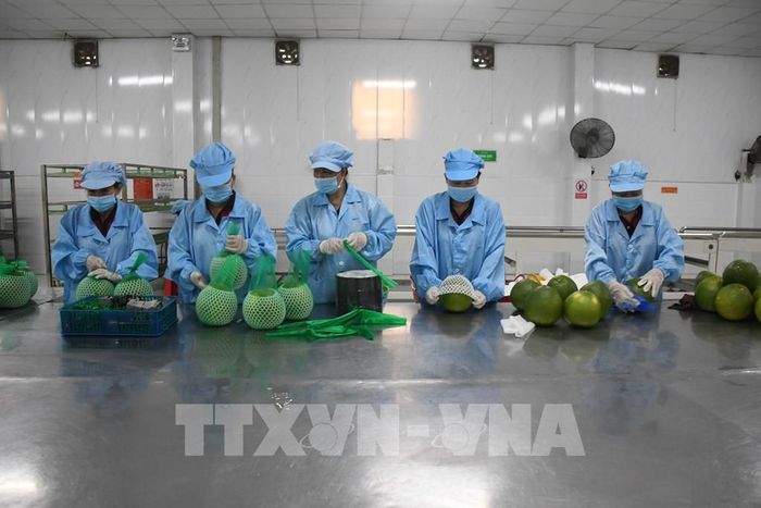 Khu sơ chế bưởi da xanh tại nhà máy Kim Thanh (xã Giao Long, tỉnh Vĩnh Long). Ảnh: Huỳnh Phúc Hậu - TTXVN