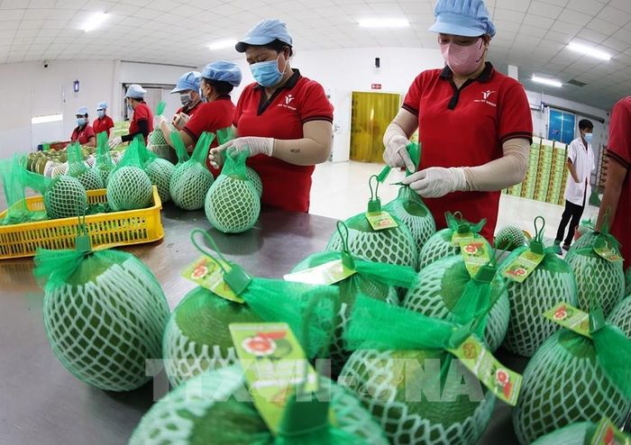 Đóng gói, bảo quản sản phẩm bưởi da xanh xuất khẩu ở nhà máy của Công ty Vina T&T Group Bến Tre, tỉnh Vĩnh Long. Ảnh: Vũ Sinh – TTXVN