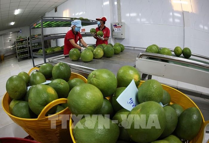 Đóng gói, bảo quản sản phẩm bưởi da xanh xuất khẩu ở nhà máy của Công ty Vina T&T Group Bến Tre, tỉnh Vĩnh Long. Ảnh: Vũ Sinh – TTXVN
