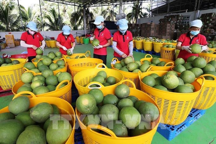 Sơ chế, bảo quản sản phẩm bưởi da xanh xuất khẩu ở nhà máy của Công ty Vina T&T Group Bến Tre, tỉnh Vĩnh Long. Ảnh: Vũ Sinh – TTXVN