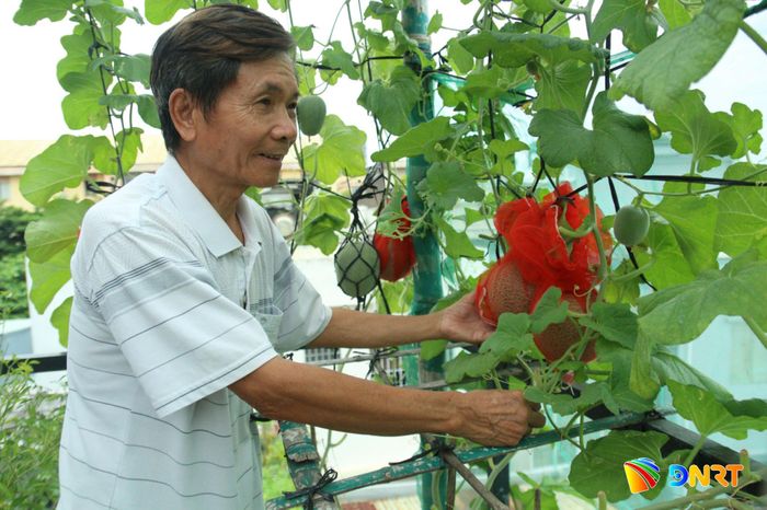 Sân thượng phủ màu xanh rau, quả của ông Phạm Thành Long (phường Hòa Cường). Ảnh: PHƯỚC AN