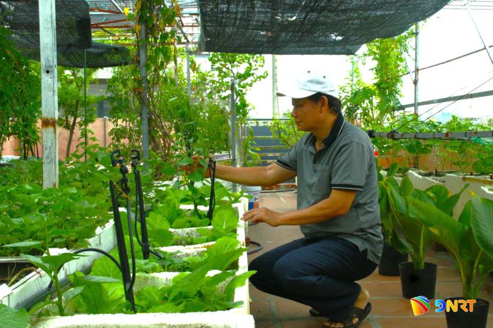 Sân thượng của ông Mai Thành Vinh (phường Hòa Khánh) trồng nhiều loại rau, cây ăn quả. Ảnh: PHƯỚC AN