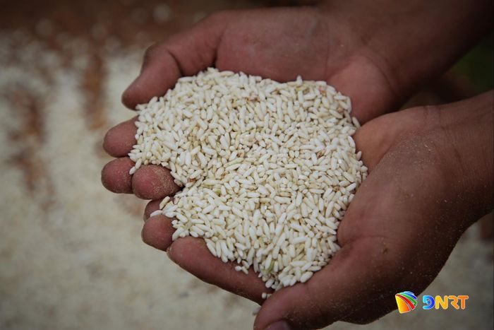 Những hạt gạo trắng ngần được cộng đồng Cơ Tu thu hoạch sau phần thi giã gạo. Ảnh: ALĂNG NGƯỚC