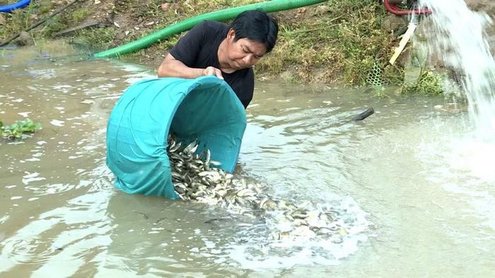  Cá mè hoa và cá mè trắng được thả xuống hồ Ia Mơr, phù hợp với điều kiện sinh thái của thủy vực. Ảnh: Huy Toàn 