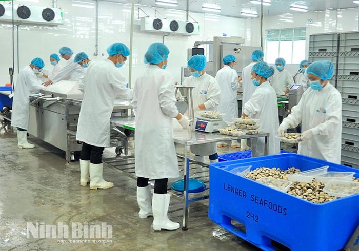 Công nhân xử lý ngao tại Công ty TNHH Thủy sản Lenger Việt Nam. Ảnh: Viết Dư