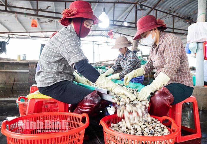 Nữ công nhân đang miệt mài phân loại ngao thương phẩm tại xưởng sơ chế đạt chuẩn ở xã Kim Đông. Ảnh: Viết Dư