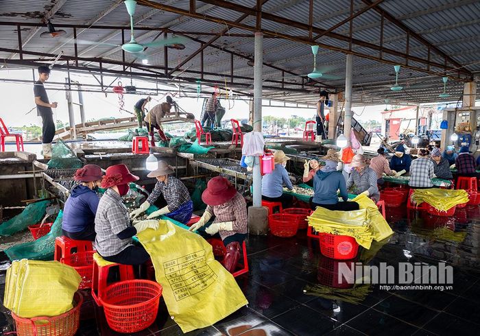 Toàn cảnh một xưởng sơ chế ngao tập trung quy mô lớn tại xã Kim Đông, nơi tạo việc làm và thu nhập ổn định cho hàng chục lao động địa phương. Ảnh: Viết Dư