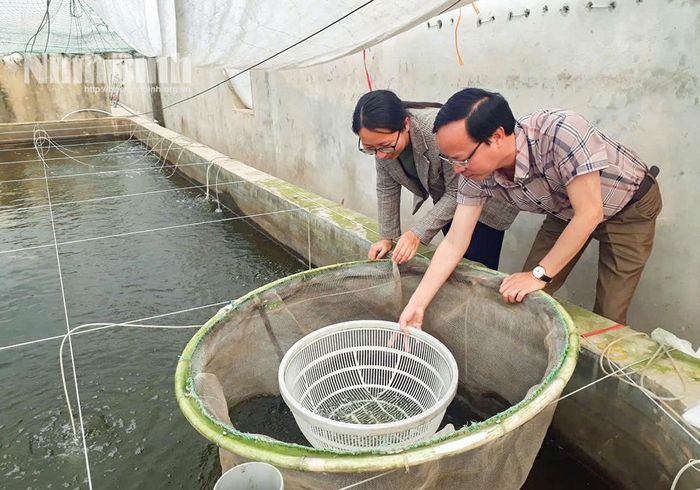 Cán bộ Chi cục Thủy sản - Kiểm ngư Ninh Bình hỗ trợ người dân kiểm tra chất lượng ngao giống. Ảnh: Viết Dư