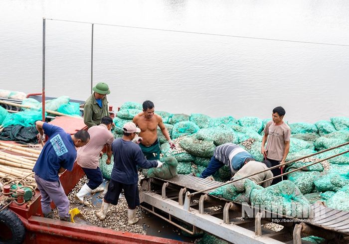 Bốc xếp những bao ngao thương phẩm lên tàu tại bến Kim Đông để vận chuyển đến các nhà máy chế biến xuất khẩu. Ảnh: Viết Dư