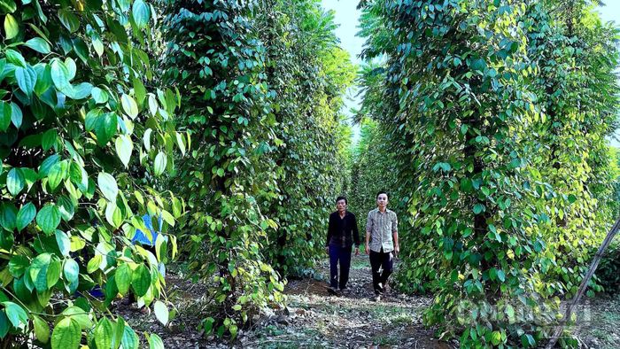 Xã Cồn Tiên hiện có 58,6ha hồ tiêu được cấp chứng nhận hữu cơ quốc tế - Ảnh: Quang Ngọc