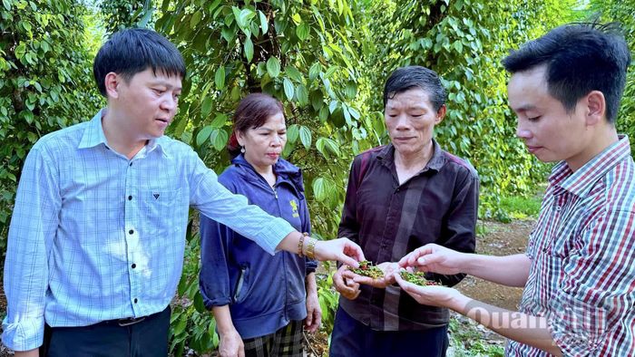 Hợp tác xã thương mại, dịch vụ Ông Voi thường xuyên kiểm tra chất lượng hồ tiêu trước khi thu hoạch - Ảnh: Quang Ngọc