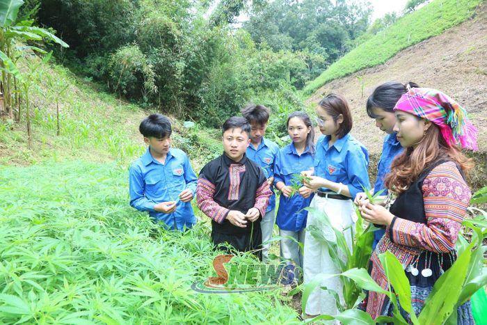 ĐVTN xã Lóng Phiêng tham quan mô hình trồng lanh của gia đình anh Lìa Tuấn Anh và chị Tếnh Thị Ly, bản Chiềng Tương