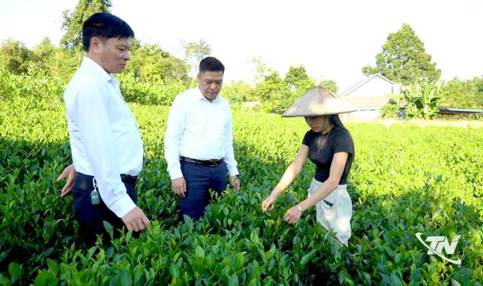 Ông Nguyễn Đình Tuấn, Chủ tịch UBND xã Định Hóa và cán bộ địa phương kiểm tra mô hình sản xuất chè trên địa bàn xã.