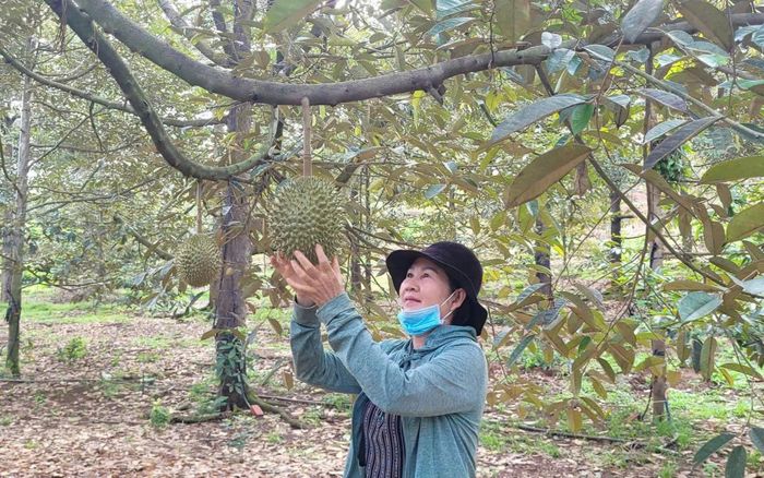 Người dân tại xã Kim Long trồng sầu riêng