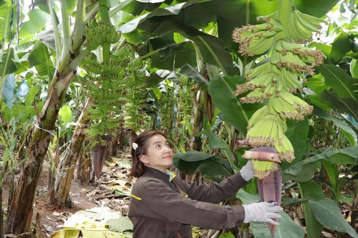 Mô hình trồng chuối già Nam Mỹ xuất khẩu tại xã Kim Long (khu vực tỉnh Bà Rịa-Vũng Tàu cũ). Ảnh: Quang Vũ