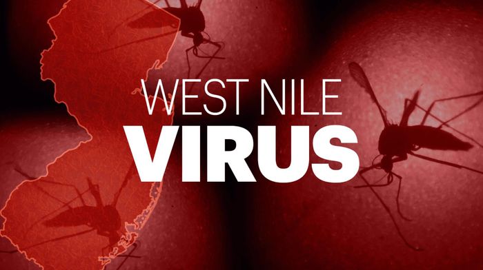 Virus West Nile là bệnh truyền nhiễm do muỗi nhiễm virus truyền sang người