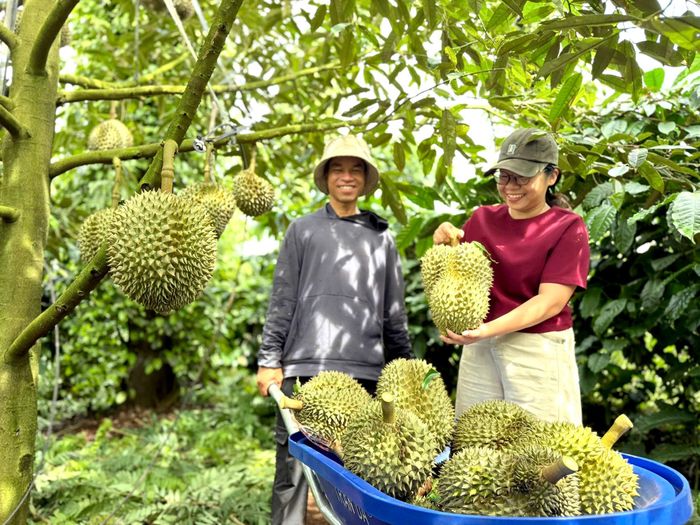 Khi vùng trồng được quản lý minh bạch, dữ liệu được chuẩn hóa và kết nối, sầu riêng Đắk Lắk sẽ có thêm nền tảng để đáp ứng các tiêu chuẩn quốc tế