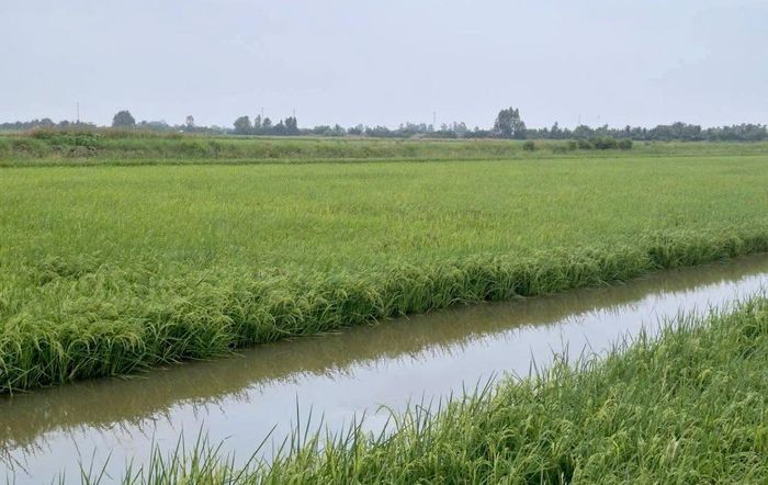 Vùng sản xuất lúa - tôm của HTX Ba Đình được chuẩn hóa, gắn truy xuất nguồn gốc, chuyển đổi số và phát triển tài sản trí tuệ.