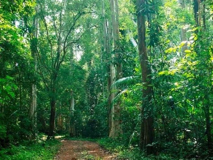 vườn quốc gia Cát Bà là điểm đến được nhiều du khách yêu thích nhất. Ở nơi đây, vào mỗi thời điểm trong năm sẽ có một vẻ đẹp khác biệt. Cùng khám phá rừng với những điều hấp dẫn và thú vị
