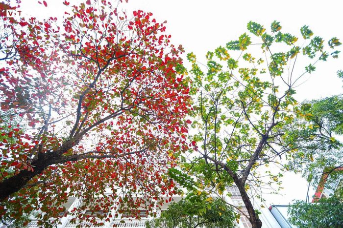 Nắng nóng dần nhường chỗ cho các cơn gió hiu mát khi đến tiết Xử thử.