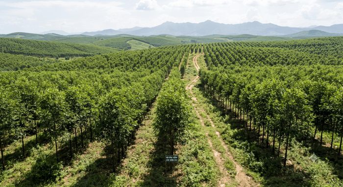 Hà Nội siết chặt quản lý, thống kê đất có nguồn gốc nông, lâm trường. Ảnh: IA
