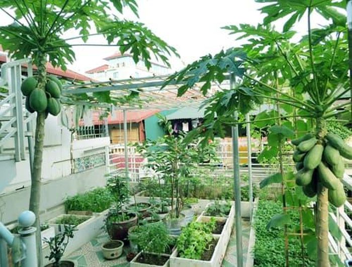 Để cây đu đủ phát triển khỏe mạnh và mang lại may mắn cho gia đình, gia chủ cần chú ý đến việc chăm sóc cây đúng cách.