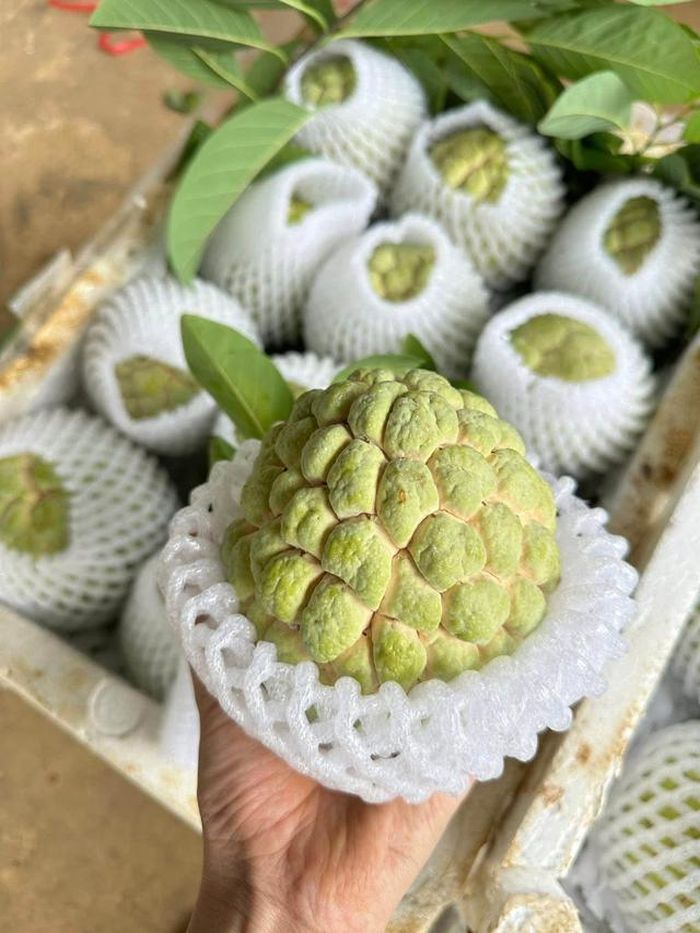 Tùy thuộc vào kích cỡ của quả na, tiểu thương sẽ phân loại để có giá bán hợp lý nhất, ví dụ loại 2 - 3 - 4 quả/kg sẽ có giá khác với loại 5 - 6 quả/kg.