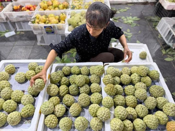 Na dai Lạng Sơn đang được nhiều người tiêu dùng ưa chuộng bởi hương vị thơm ngon đặc trưng.