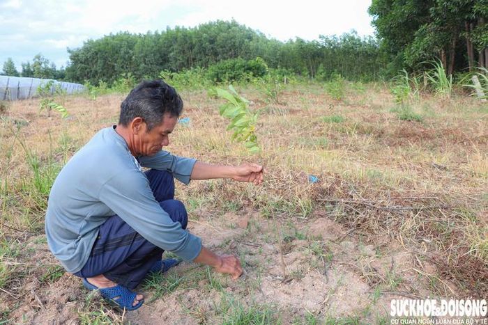 Nhiều loại cây trồng của người dân ở thôn 3, xã Phước Hà chậm phát triển. Ảnh: Duy Ngọc.