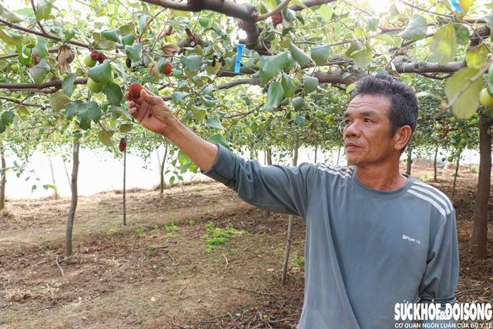 Theo anh Nguyễn Văn Sinh, có thể do ảnh hưởng của nguồn nước nên vườn táo của anh kém phát triển. Ảnh: Duy Ngọc.
