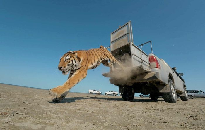 Umit, một con hổ Amur cái, nhảy ra khỏi xe bán tải khi được thả vào khu bảo tồn thiên nhiên Ile-Balkhash. Hổ đã vắng bóng ở Kazakhstan hơn 70 năm qua nhưng nhà chức trách hy vọng sẽ tái lập quần thể hoang dã này trong tương lai.