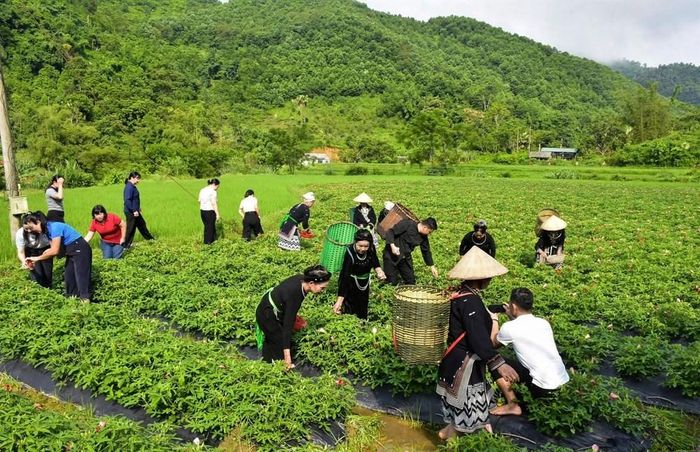 Người dân, du khách cùng trải nghiệm thu hái hoa sâm bố chính tại vườn sâm ở thôn Bản Vả trong phiên livestream