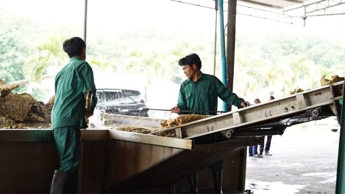 Người lao động tại một nhà máy chế biến mủ cao su ở tỉnh Ratanakiri, Campuchia. (Ảnh: ĐINH TRƯỜNG)
