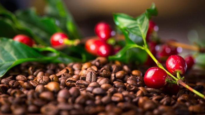 Bản tin nông sản hôm nay (9-8): Giá cà phê giảm. Ảnh minh họa: baolamdong.vn