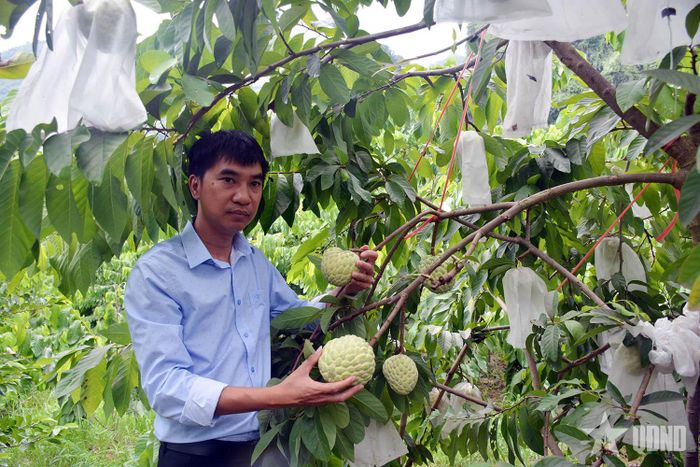 Giống na mới được trồng tại tỉnh Lạng Sơn.