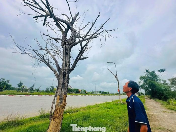 Nhiều người dân địa phương bày tỏ sự tiếc nuối khi cây xanh chết.