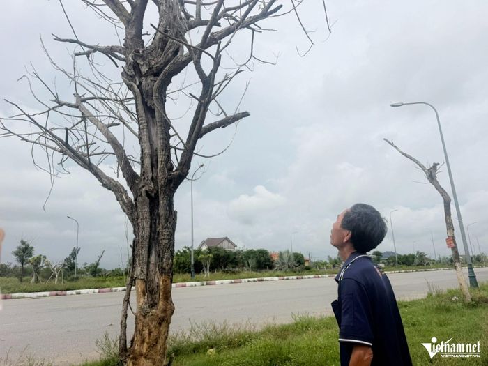 Người dân xã Lộc Hà xót xa trước loạt cây chết khô