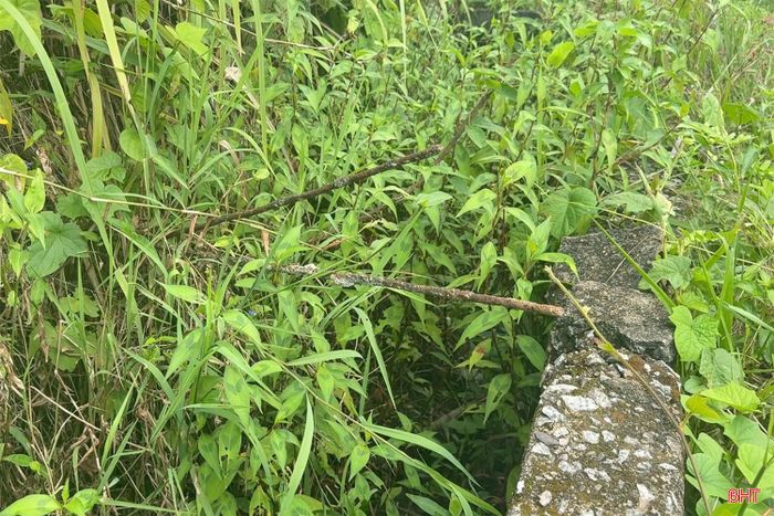 Trong lòng kênh cỏ dại mọc um tùm không được dọn dẹp.