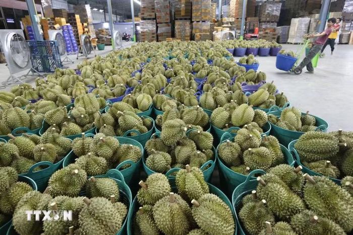 Sầu riêng được bày bán tại Chanthaburi, Thái Lan. (Ảnh: THX/TTXVN)