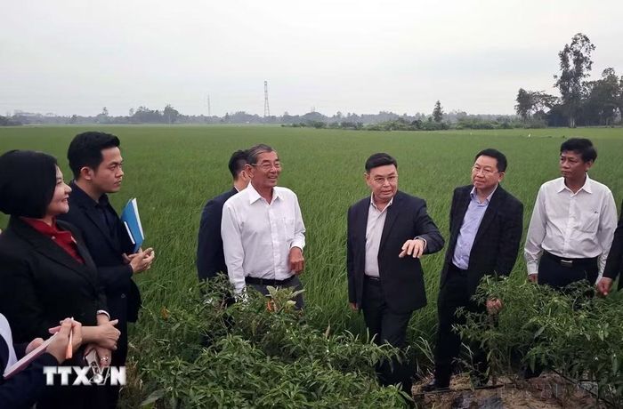 Chủ tịch Quốc hội Lào Xaysomphone Phomvihane thăm cánh đồng lúa ST25 tại xã Đại Tâm, huyện Mỹ Xuyên, tỉnh Sóc Trăng (18/12/2024). (Ảnh: Trung Hiếu/TTXVN)
