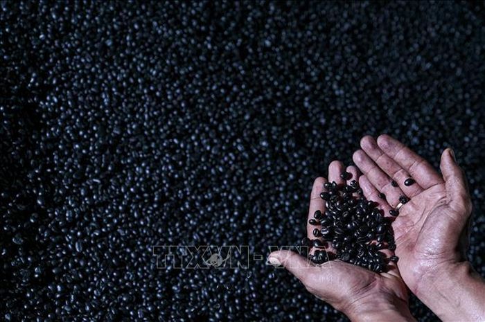 Cà phê robusta rang bằng phương pháp truyền thống tại Krueng Barona Jaya, tỉnh Aceh, Indonesia. Ảnh: AFP/TTXVN