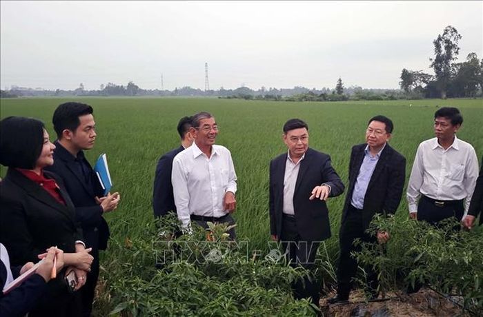 Chủ tịch Quốc hội Lào Xaysomphone Phomvihane thăm cánh đồng lúa ST25 tại xã Đại Tâm, huyện Mỹ Xuyên, tỉnh Sóc Trăng (18/12/2024). Ảnh: Trung Hiếu-TTXVN