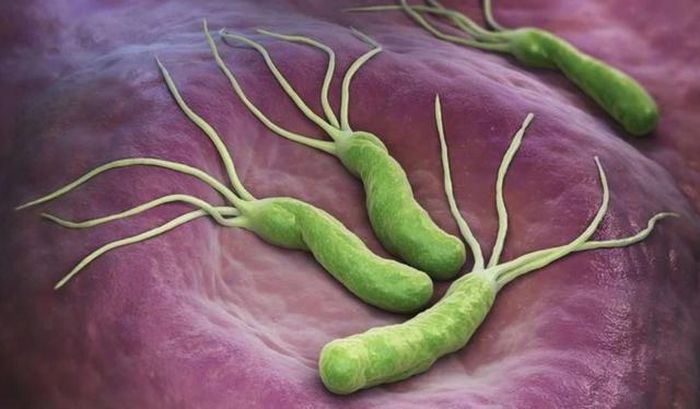 Vi khuẩn H. pylori sống trong lớp chất nhầy bao phủ niêm mạc dạ dày. Ảnh: Shutterstock.
