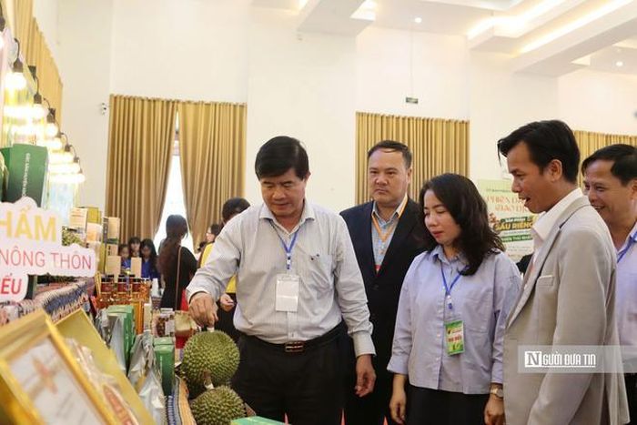 Xã Krông Pắc tổ chức các phiên đấu giá sầu riêng tại vườn để kết nối nông dân với doanh nghiệp thu mua.